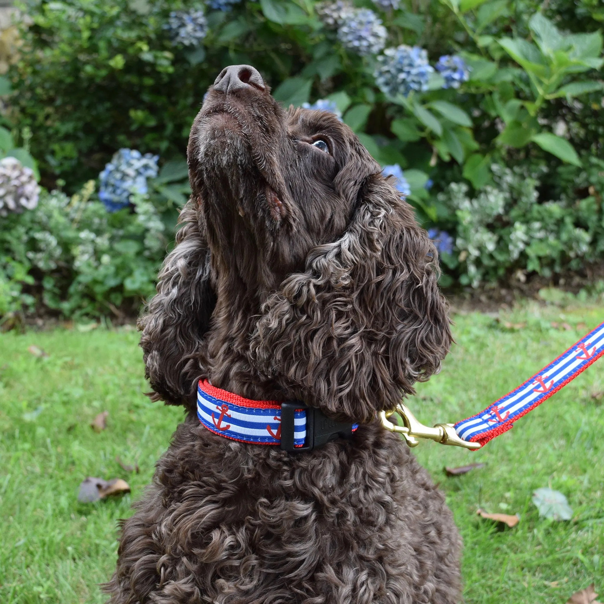 Medium Dog Collar: Anchors Aweigh